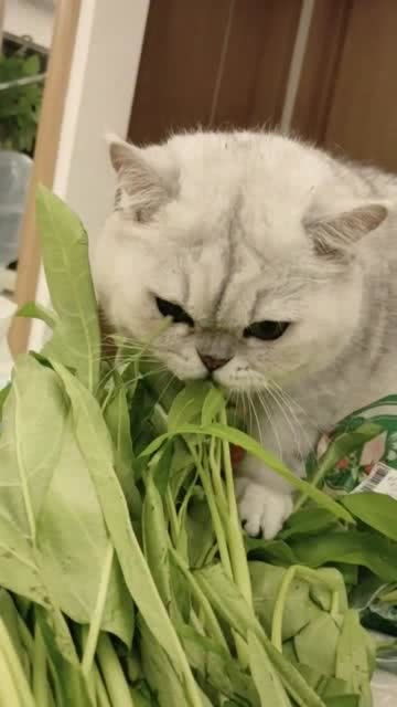 我家猫咪很奇怪,最近猫粮肉肉都不吃,唯独喜欢吃青菜 