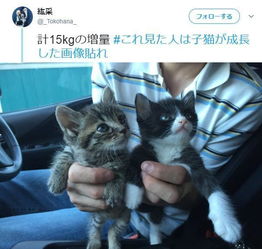 日本网友分享自家小猫的成长史,网友 这是变成胖大叔了吗 
