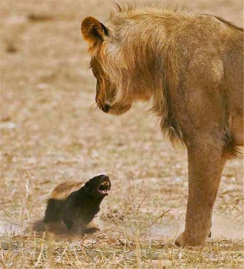 狮子 斑鬣狗为什么不敢招惹蜜獾 请你打听一下它的绰号就知道了