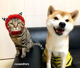 日本一铲屎官养了一猫一狗,偶像剧般的日常,真的让人没眼看呀