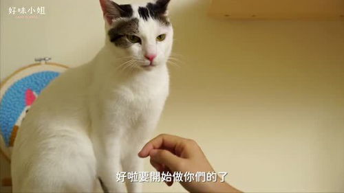 史上最难做的猫食料理,好吃到舔盘 