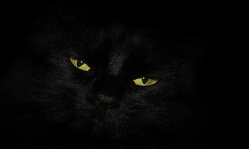 黑猫会招致不幸 遇见黑猫不吉利 看坟地遇见黑猫是好事还是坏事