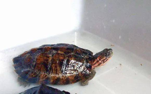 对于水龟来说,水还是一个大学问 调节 