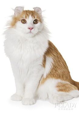 二 美卷毛发梳理 猫猫美容 太平洋时尚网 