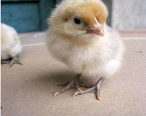小鸡人工饲养管理技术,请问新生小鸡该如何饲养（两只小鸡），求详细养鸡经验，谢谢