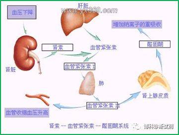 血管紧张素转化酶检测