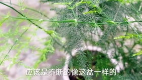 云竹能水培吗？