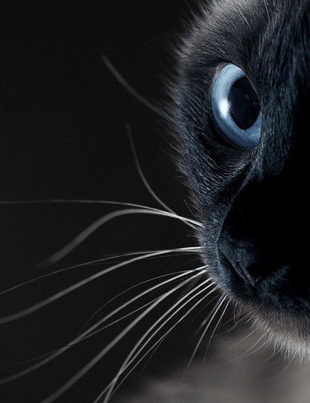 最近想养只小黑猫 眼睛好漂亮 然后给它起 堆糖,美图壁纸兴趣社区 