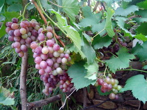 家中葡萄最佳位置 葡萄树适合种在庭院哪个方向
