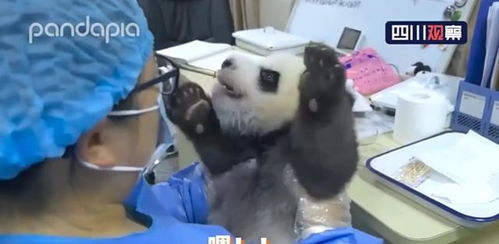 熊猫宝宝拒不配合,还不停和饲养员吵架顶嘴 饲养员只能投降