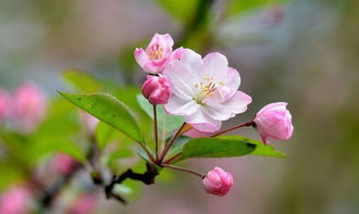 西府海棠的花语,十二月开花的海棠树是什么品种？