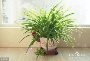 哪些植物适合在室内养 室内绿植有哪些