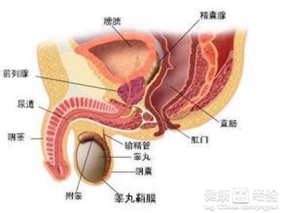 睾丸胀痛怎么回事