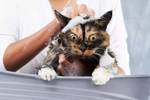 如何安静健康的在家给猫洗澡 