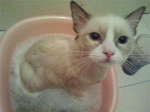 猫多久洗一次澡,猫半年洗洗澡一次可以吗 