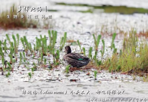 科普知识丨腾冲北海湿地生物多样性科普 绿翅鸭