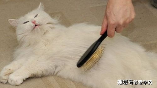 猫咪掉毛怎么打扫家里