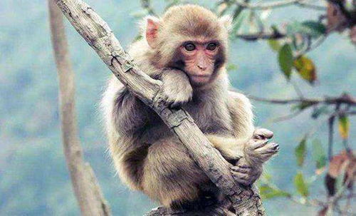十二生肖属猴人,3月有财运来临,属猴人穿什么颜色衣服最旺