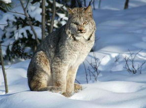 野猫 咬死棚里5只鸡被两男子打死 被判刑 原来这 野猫 竟是猞猁