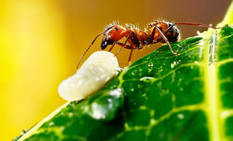 红蚂蚁的知识(红蚂蚁知识产权保护及于蚂蚁吗)