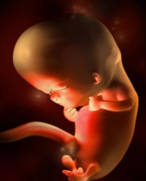 胎儿在妈妈体内如何形成 九张图带你了解生命的起源,感恩妈妈