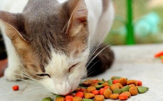 猫猫每天吃多少