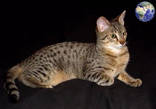 一身豹纹的埃及猫,我觉得你们可以叫我豹子迷你