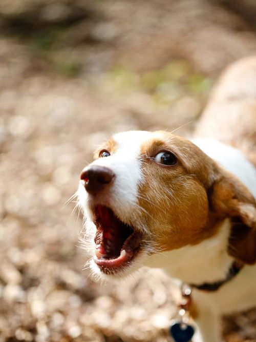 狗为什么喜欢叫 又有哪些原因会导致狗吠叫呢