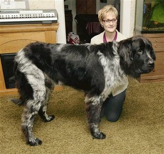 3岁狗高1米长2米1 拟申请吉尼斯纪录 图