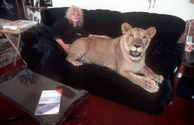南非一女子养狮子当宠物 盘点惊人宠物 