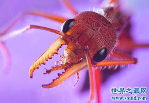 世界上最大的巨型蚂蚁 几个小时吃的你只剩骨头 