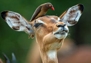 南非红嘴牛椋鸟与黑斑羚蹭头秀亲密 