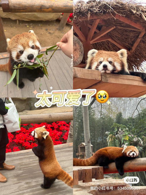 北京野生动物园超全攻略 租车 撸小熊猫 