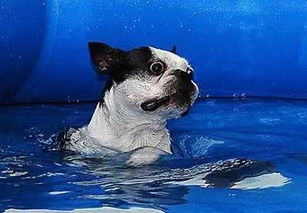 狗狗天生会游泳么 