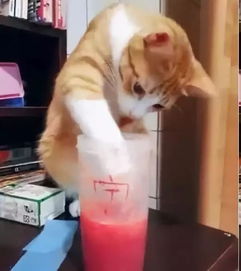 猫咪偷尝西瓜汁,被主人发现,喵 大热天的,不就喝你口饮料,至于吗 