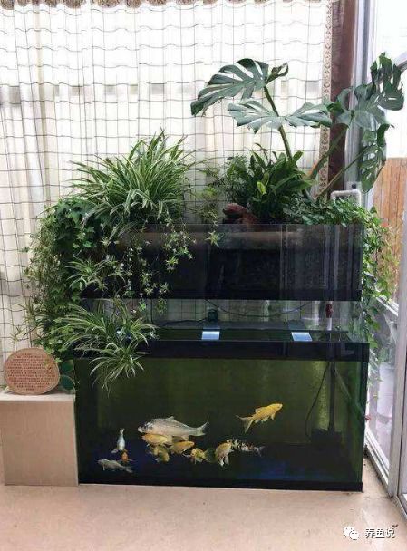 除了水草外有什么植物能种鱼缸里 3种,能美化鱼缸还能净化水质