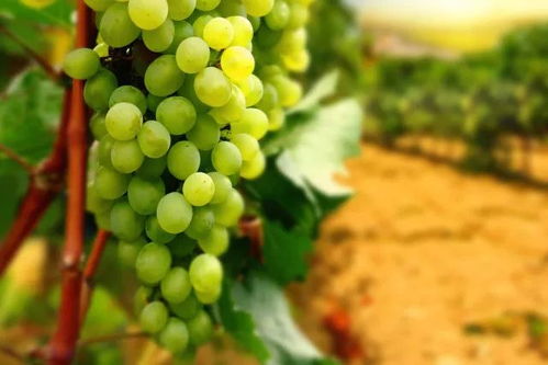 意大利的四大白葡萄品种