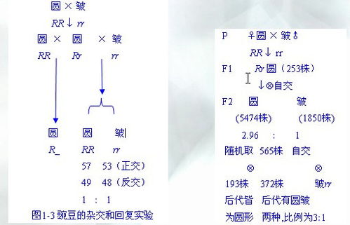 高中生物教学中“假说――演绎法”