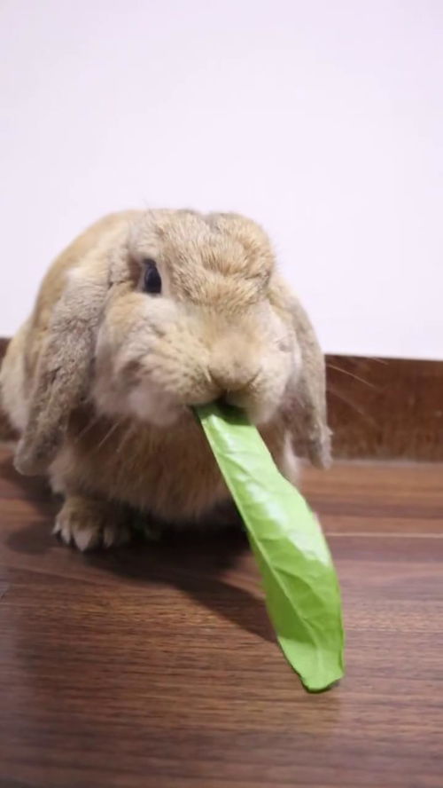 可怜的小兔子,吃蔬菜这么急,怕我抢你的 