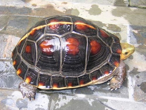 探秘中国本土龟种类,龟友快来对比收藏,看看有没有你家的龟