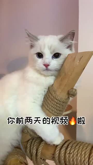 太治愈了,养一只这样的猫,真的不需要男朋友啦 