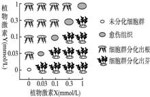 在植物组织培养再分化阶段中.逐渐改变培养基中植物激素X和植物激素Y的浓度比.细胞群的变化情况如图所示.若培养基中植物激素X的浓度为a.植物激素Y的浓度为a 0.2.则细胞群分化的结果最可能是试管 