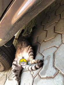男子发现车轮下压了只猫,蹲下一看扭头就走 没受过这委屈
