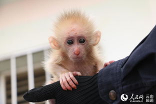 云南普洱 国家一级保护野生动物北豚尾猴幼崽获救
