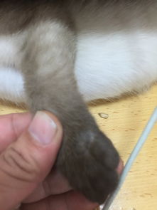 猫的前爪上有这么一块斑 黑斑上的毛明显比周围少 请问这是皮肤病么 是什么病 