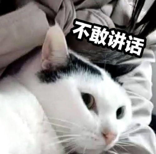 这个猫的表情包叫什么名字 宝贝儿怎么啦 谁有全套的呢 来发上来. 