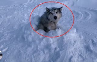 网友带阿拉去玩雪,结果狗子变成了 雕像 ,狗 不要面子啊