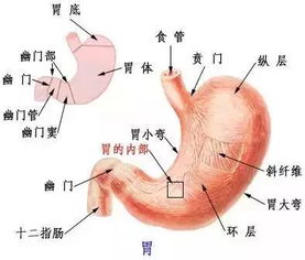 胃的告白 亲,我不是垃圾桶,你知道么