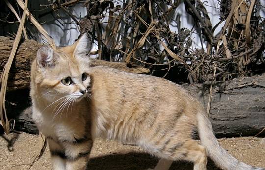 巴基斯坦沙猫体型娇小,十分可爱,从野猫成为宠物猫