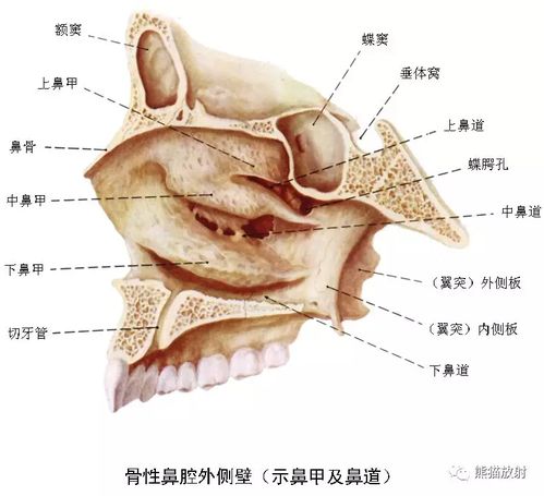 解剖 鼻 鼻腔 鼻窦